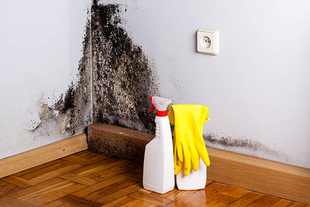 Best Mold Prevention Services  in Olton, TX